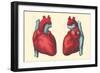 Anterior and Posterior Views of the Heart-null-Framed Art Print