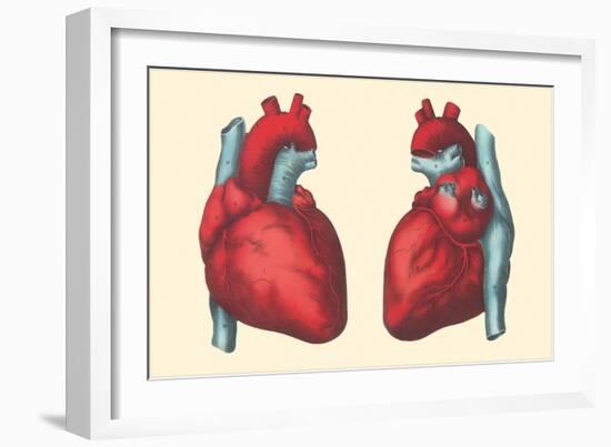 Anterior and Posterior Views of the Heart-null-Framed Art Print