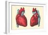 Anterior and Posterior Views of the Heart-null-Framed Art Print