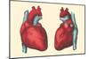 Anterior and Posterior Views of the Heart-null-Mounted Art Print