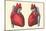 Anterior and Posterior Views of the Heart-null-Mounted Art Print