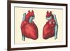 Anterior and Posterior Views of the Heart-null-Framed Premium Giclee Print