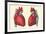 Anterior and Posterior Views of the Heart-null-Framed Premium Giclee Print