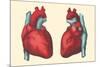 Anterior and Posterior Views of the Heart-null-Mounted Premium Giclee Print