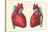 Anterior and Posterior Views of the Heart-null-Stretched Canvas