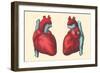 Anterior and Posterior Views of the Heart-Found Image Press-Framed Giclee Print