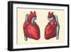 Anterior and Posterior Views of the Heart-Found Image Press-Framed Giclee Print