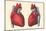 Anterior and Posterior Views of the Heart-Found Image Press-Mounted Giclee Print