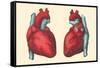 Anterior and Posterior Views of the Heart-Found Image Press-Framed Stretched Canvas