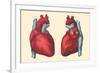 Anterior and Posterior Views of the Heart-Found Image Press-Framed Giclee Print