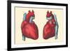 Anterior and Posterior Views of the Heart-Found Image Press-Framed Giclee Print