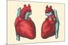 Anterior and Posterior Views of the Heart-Found Image Press-Mounted Giclee Print