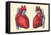 Anterior and Posterior Views of the Heart-Found Image Press-Framed Stretched Canvas