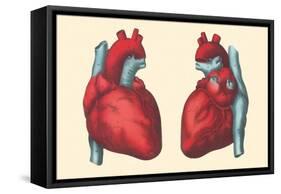 Anterior and Posterior Views of the Heart-Found Image Press-Framed Stretched Canvas