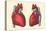 Anterior and Posterior Views of the Heart-Found Image Press-Stretched Canvas