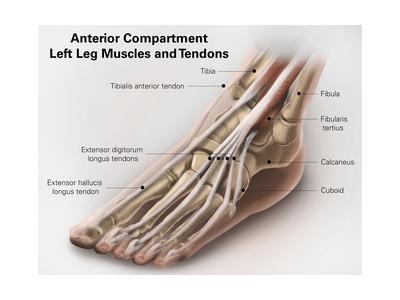 'Anterior Compartment Anatomy of Left Leg Muscles and Tendons' Art