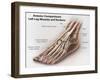 Anterior Compartment Anatomy of Left Leg Muscles and Tendons-null-Framed Art Print