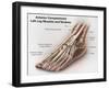 Anterior Compartment Anatomy of Left Leg Muscles and Tendons-null-Framed Art Print