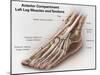 Anterior Compartment Anatomy of Left Leg Muscles and Tendons-null-Mounted Art Print