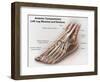 Anterior Compartment Anatomy of Left Leg Muscles and Tendons-null-Framed Art Print