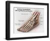 Anterior Compartment Anatomy of Left Leg Muscles and Tendons-null-Framed Art Print