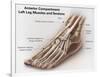 Anterior Compartment Anatomy of Left Leg Muscles and Tendons-null-Framed Art Print