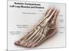 Anterior Compartment Anatomy of Left Leg Muscles and Tendons-null-Mounted Art Print