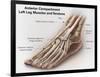 Anterior Compartment Anatomy of Left Leg Muscles and Tendons-null-Framed Art Print