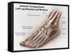 Anterior Compartment Anatomy of Left Leg Muscles and Tendons-null-Framed Stretched Canvas