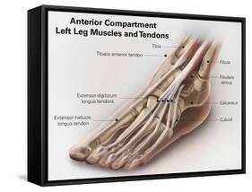 Anterior Compartment Anatomy of Left Leg Muscles and Tendons-null-Framed Stretched Canvas