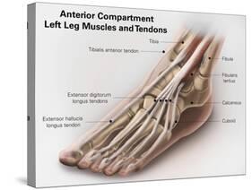 Anterior Compartment Anatomy of Left Leg Muscles and Tendons-null-Stretched Canvas