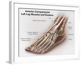 Anterior Compartment Anatomy of Left Leg Muscles and Tendons-null-Framed Art Print