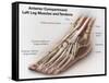 Anterior Compartment Anatomy of Left Leg Muscles and Tendons-null-Framed Stretched Canvas