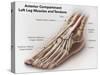 Anterior Compartment Anatomy of Left Leg Muscles and Tendons-null-Stretched Canvas