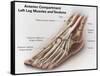 Anterior Compartment Anatomy of Left Leg Muscles and Tendons-null-Framed Stretched Canvas