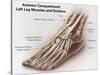 Anterior Compartment Anatomy of Left Leg Muscles and Tendons-null-Stretched Canvas