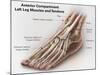 Anterior Compartment Anatomy of Left Leg Muscles and Tendons-null-Mounted Art Print