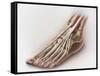 Anterior Compartment Anatomy of Left Leg Muscles and Tendons-null-Framed Stretched Canvas