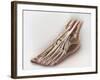 Anterior Compartment Anatomy of Left Leg Muscles and Tendons-null-Framed Art Print