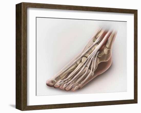 Anterior Compartment Anatomy of Left Leg Muscles and Tendons-null-Framed Art Print