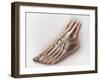 Anterior Compartment Anatomy of Left Leg Muscles and Tendons-null-Framed Art Print