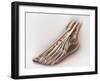 Anterior Compartment Anatomy of Left Leg Muscles and Tendons-null-Framed Art Print