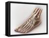 Anterior Compartment Anatomy of Left Leg Muscles and Tendons-null-Framed Stretched Canvas