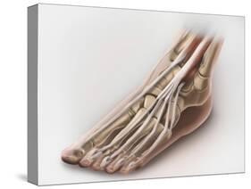 Anterior Compartment Anatomy of Left Leg Muscles and Tendons-null-Stretched Canvas