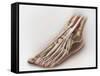 Anterior Compartment Anatomy of Left Leg Muscles and Tendons-null-Framed Stretched Canvas