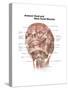 Anterior Neck and Facial Muscles of the Human Head (With Labels)-null-Stretched Canvas