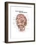 Anterior Neck and Facial Muscles of the Human Head (With Labels)-null-Framed Art Print