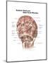 Anterior Neck and Facial Muscles of the Human Head (With Labels)-null-Mounted Art Print