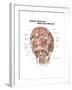 Anterior Neck and Facial Muscles of the Human Head (With Labels)-null-Framed Art Print