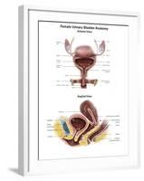 Anterior View and Sagittal View of Female Urinary Bladder-Stocktrek Images-Framed Art Print